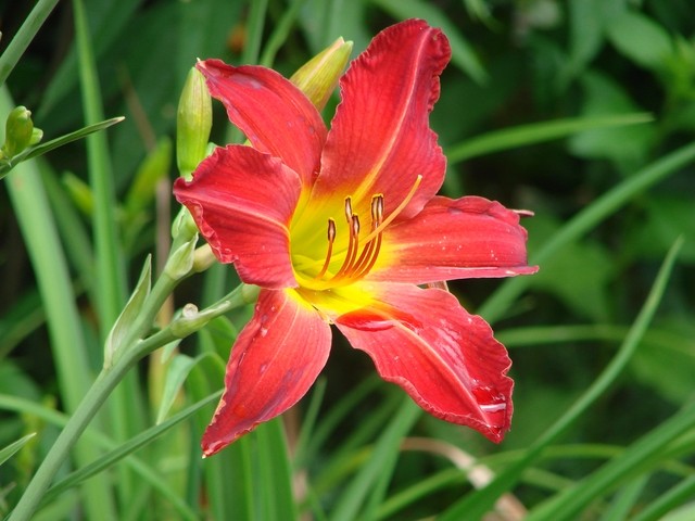 H. crveni